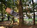 sproket (pa rentrer) sur un arbre